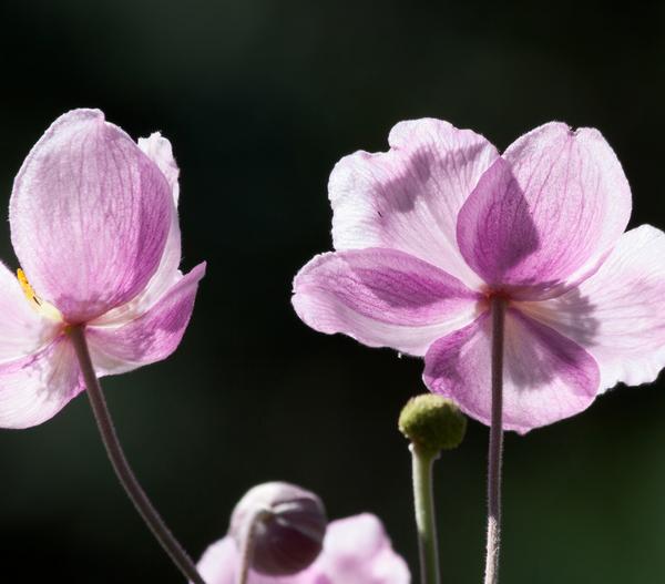 Bio Anemone hupehensis 'September Charme'