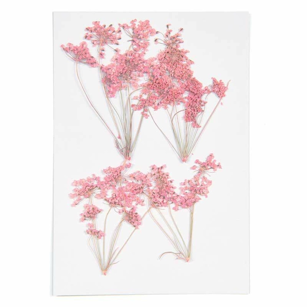 Ammi en branche rose séchés et pressés