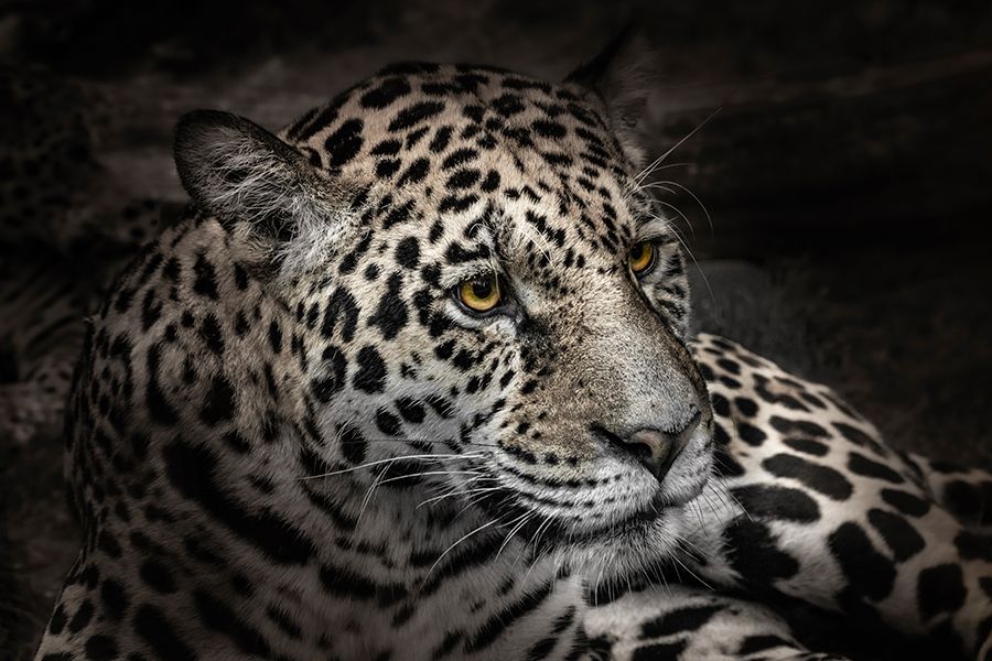 Aludibondbild LEOPARD 2 120 x 80 cm