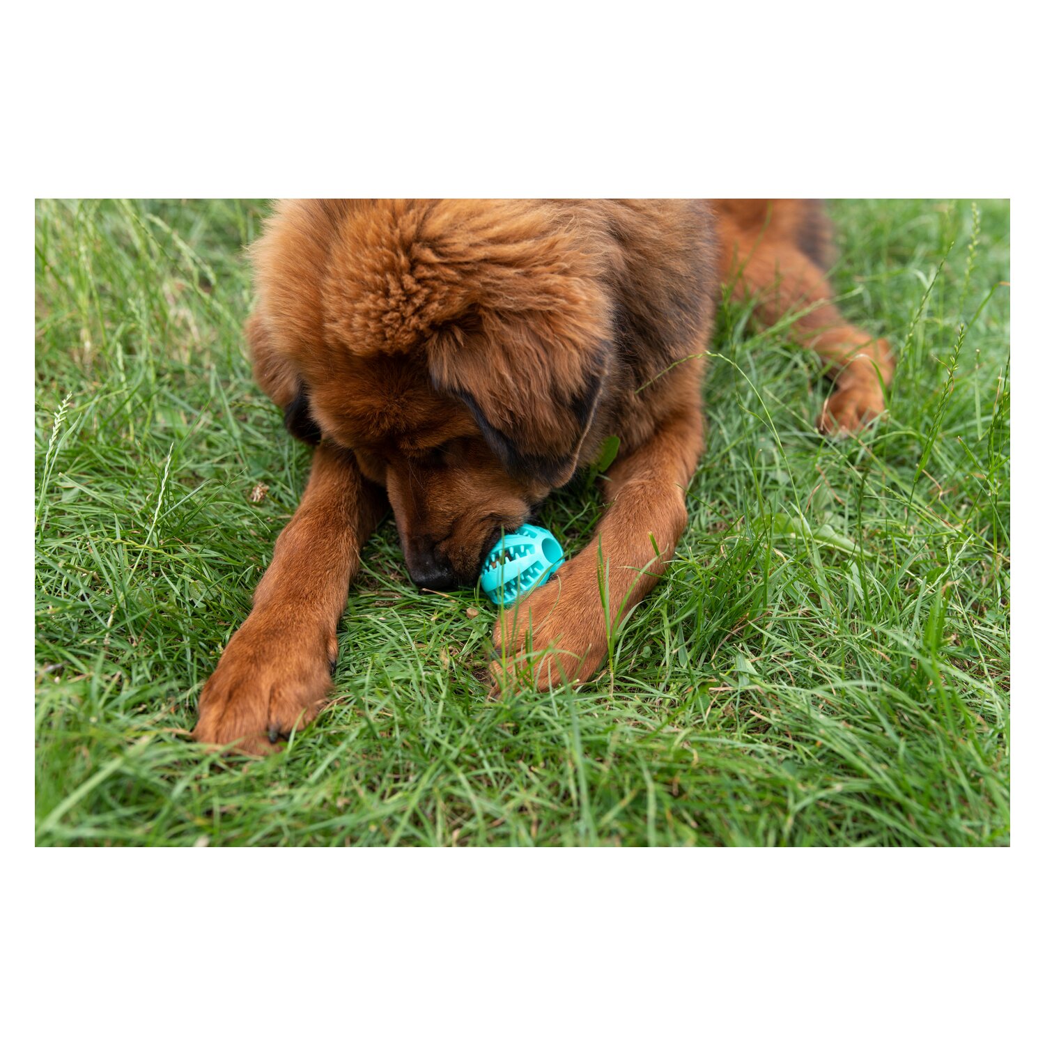 pawberry Dental-Ball  - mint