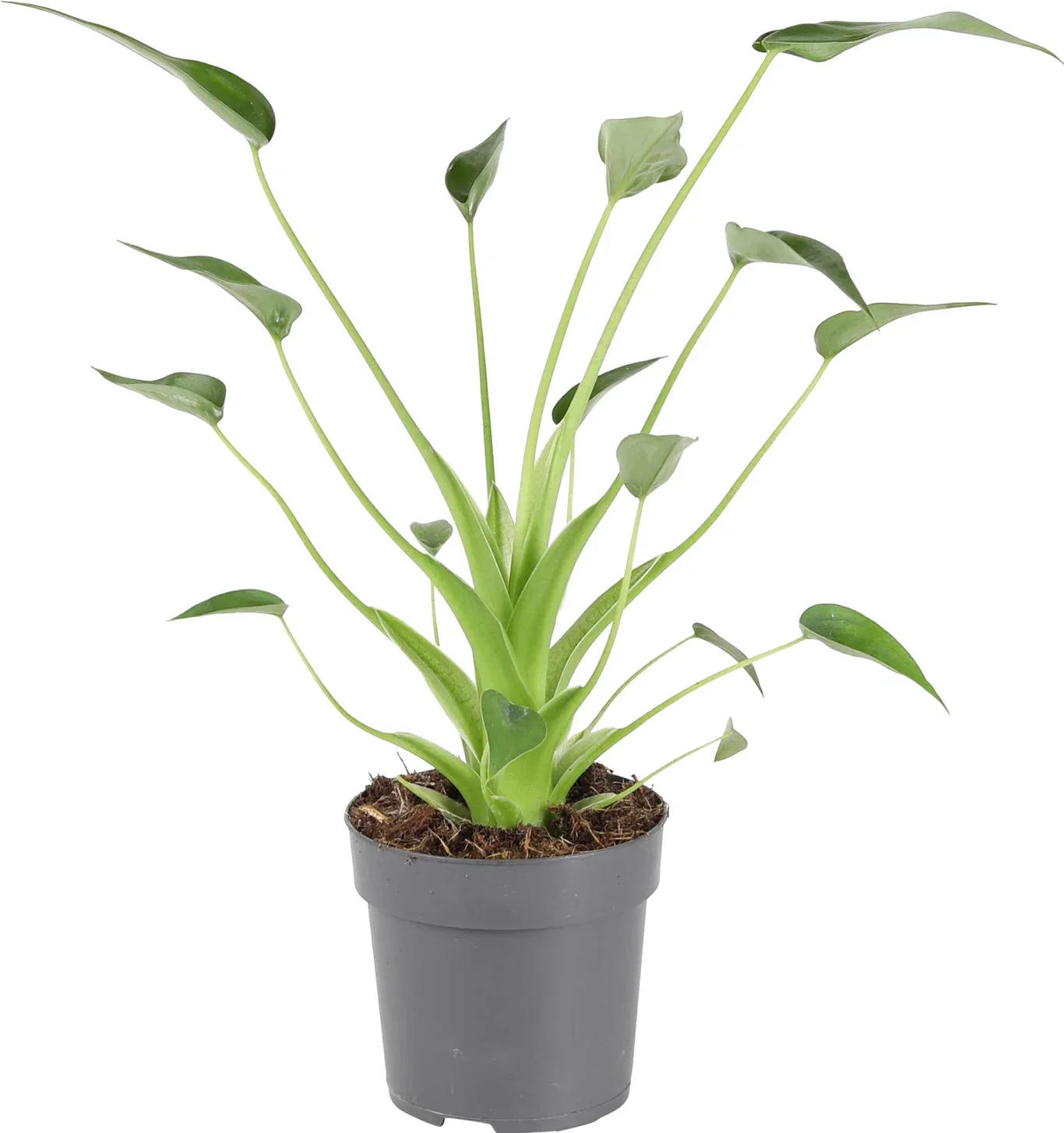 Alocasia 'Tiny Dancer' Alocasia 'Tiny Dancer' Høyde 35 cm