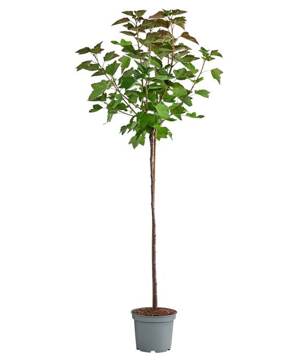 Johannisbeere 'Rovada'