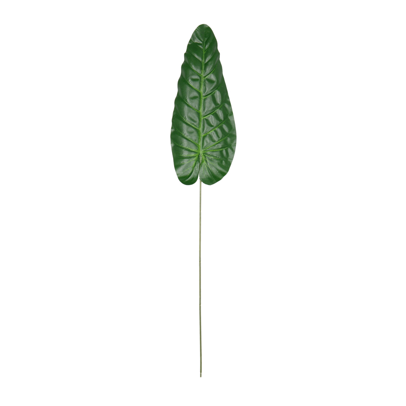 Feuille d'anthurium verte