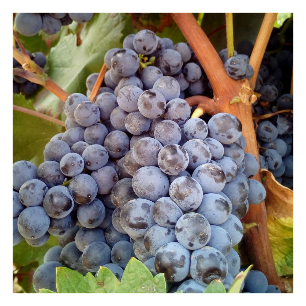Vigne vinifera smeralda nera/vitis vinifera smeralda nera[-]pot de 3l - 60/120 cm