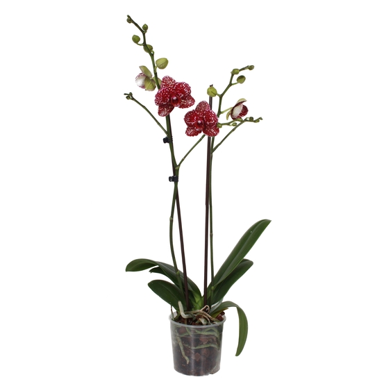 PHALAENOPSIS WILD CAT 2 TIGES D12 H55