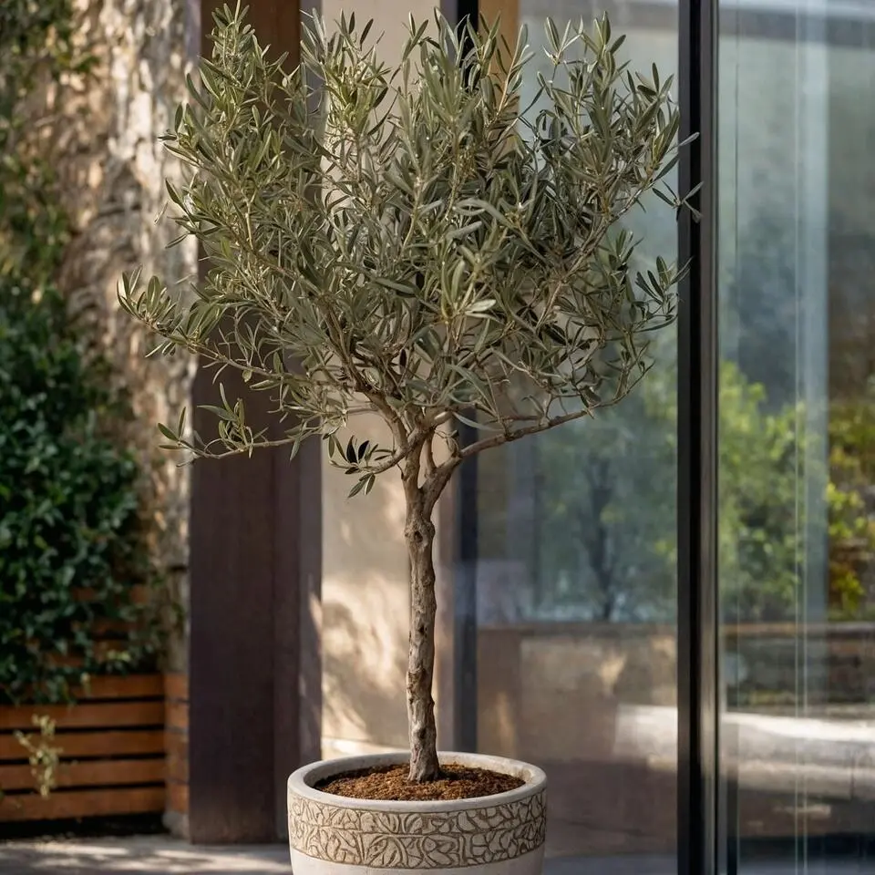 Olijfboom - Set van 2 - Olea europaea - Hoogte 50-60cm - ⌀14cm