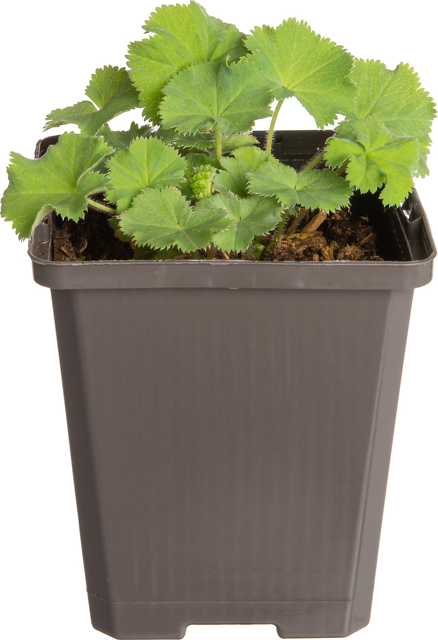 Vrouwenmantel (Alchemilla mollis 'Robustica') D 9 H 10 cm