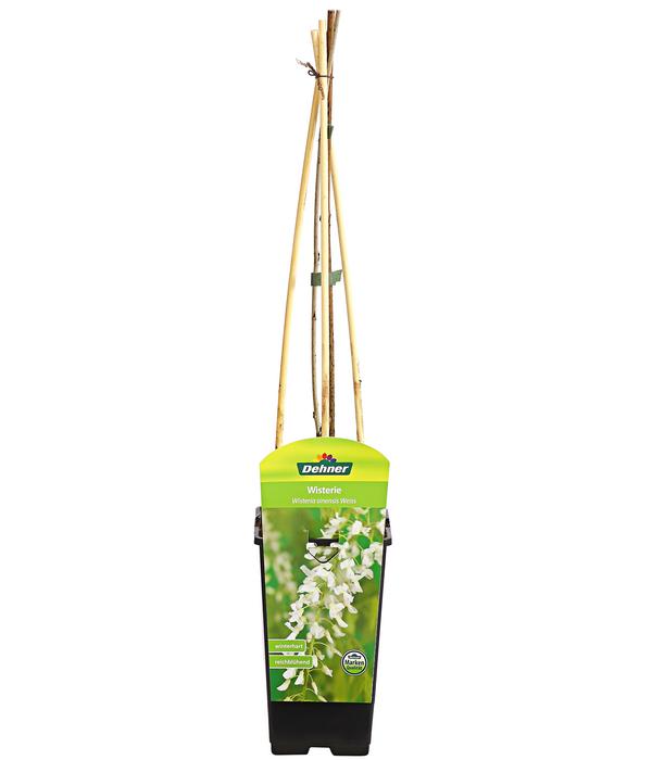 Chinesischer Blauregen - Wisterie, weiß