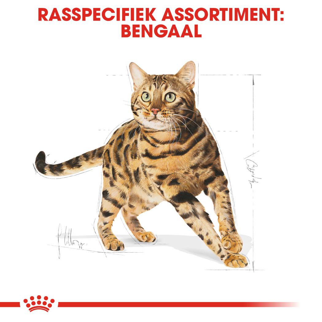 Royal Canin Bengal Adult - Kattenvoer - 10 Kilogram - Gevogelte