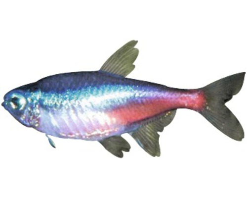 Neon Tetra Fish - Paracheirodon innesi, Neon Tetra