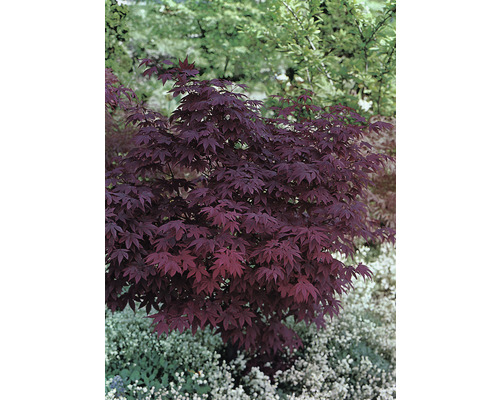 Rode Japanse esdoorn Acer palmatum 'Atropurpureum' H 60-80 cm Co 6.5 L