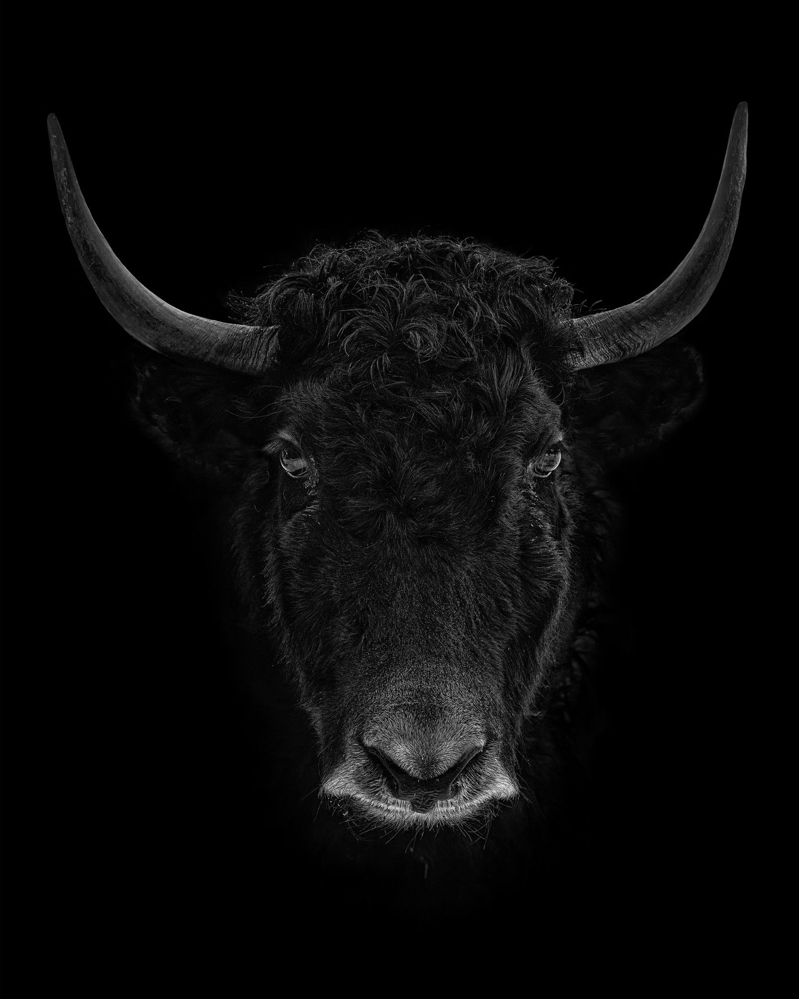 YAK by Claudio Gotsch - Limited Edition. Edition of: 150. Signed.