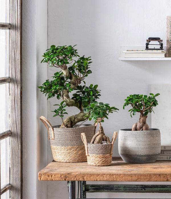 Chinesische Feige - Ficus microcarpa 'Ginseng'