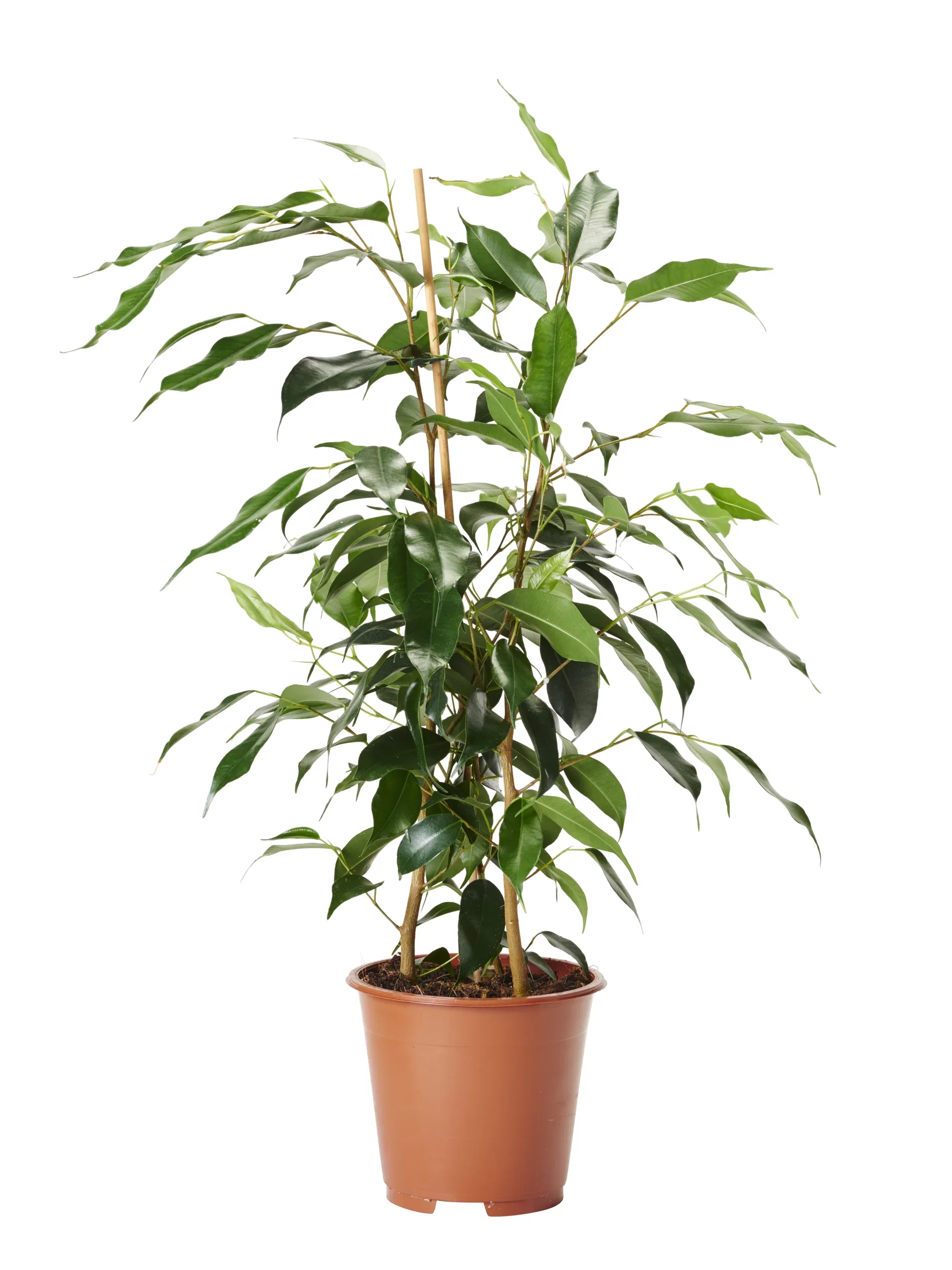 Ficus benjamina 'Danielle' Bjørkefiken Høyde 55 cm