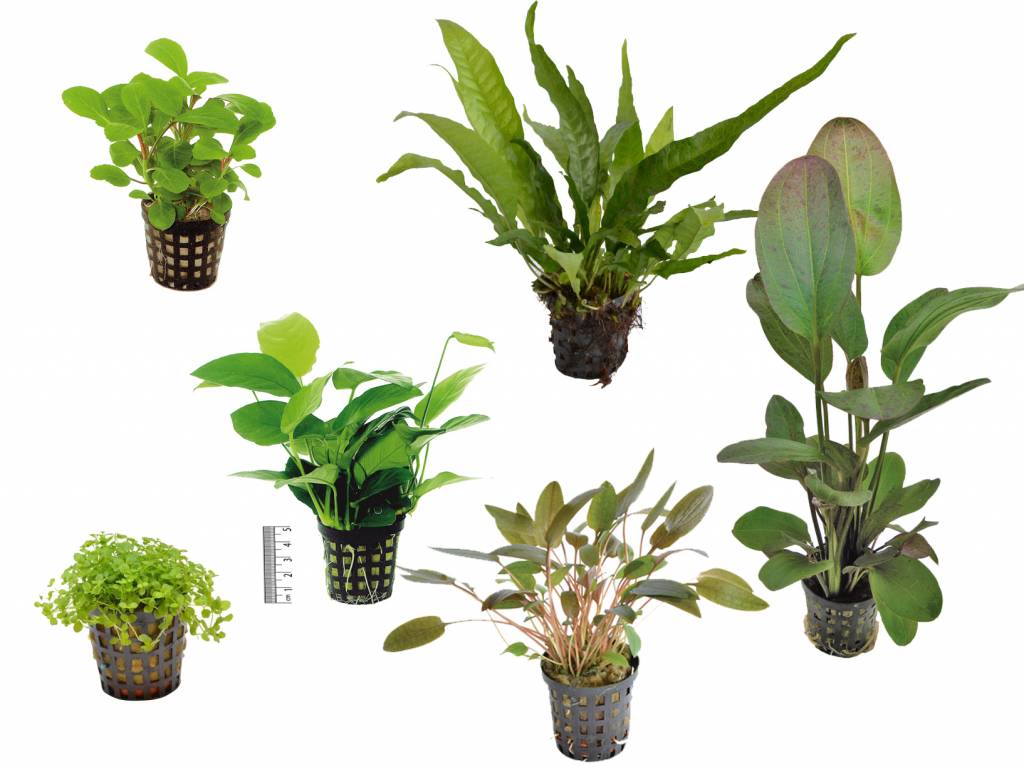AquastoreXL Plantenpakket Small 1 | Aquariumplanten