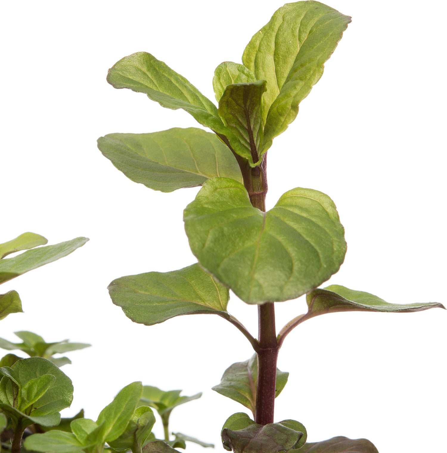Watermunt (Mentha aquatica) D 18 H 30 cm