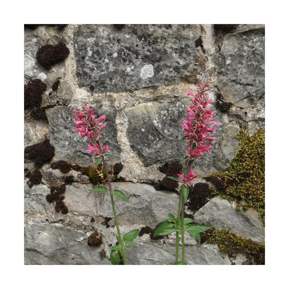 Agastache barberi tutti frutti/agastache barberi 'tutti frutti'[-]godet