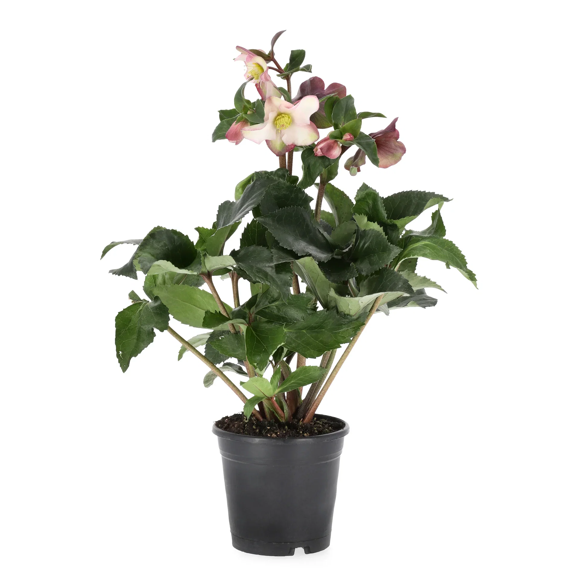 Helleborus HGC ICE 'N' ROSES EARLY PINK Julerose ICE 'N' ROSES EARLY PINK Ø15 cm