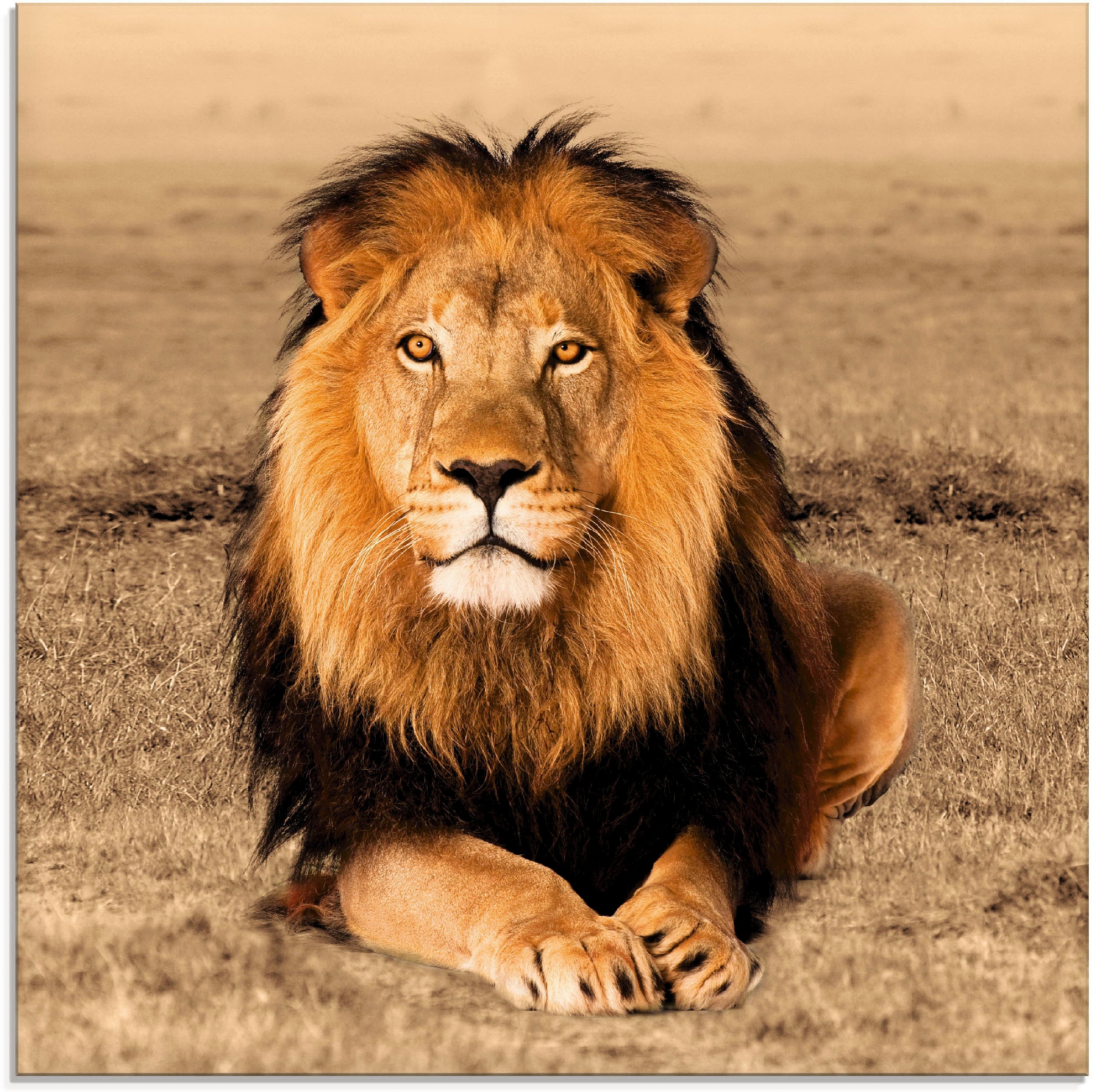Artland Glasbild »Löwe« Wildtiere 1 Stk. tlg.