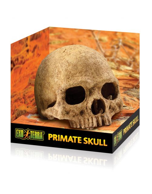 Exo Terra Schuilplaats Primate Skull - Ornamenten - 17x13.5x11.5 cm