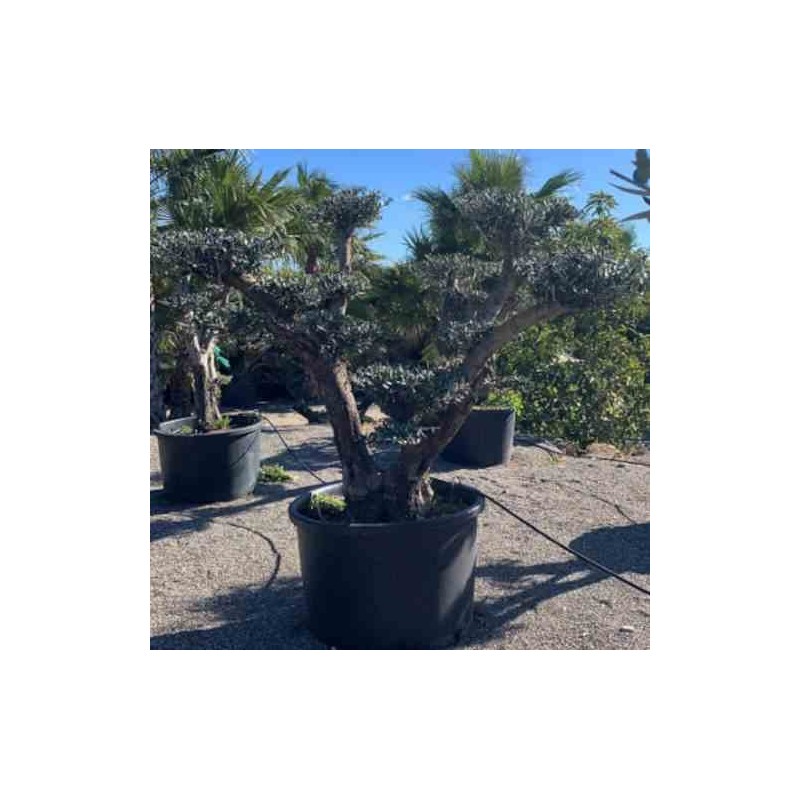 Olea europaea (oliviers) multi-plateaux blanc - taille multi-plateaux - pot 375l - 200/250cm