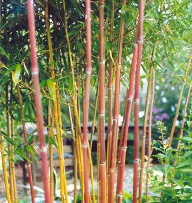 Phyllostachys aureosulcata spectabilis taille pot de 15 litres - 200/250cm