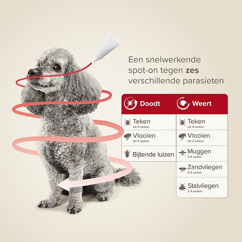 Beaphar ProtecTix Hond 4 pipetten | Tot 4 kg - 4 pipetten | 15204.1