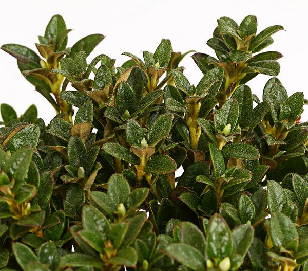 Zwerg-Rhododendron