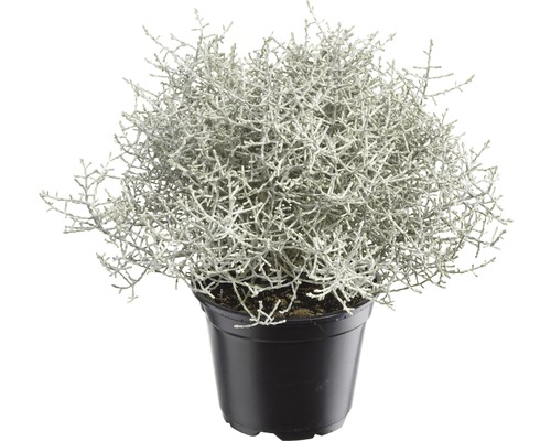 Zilveren mand FloraSelf Calocephalus brownii Ø 11 cm pot