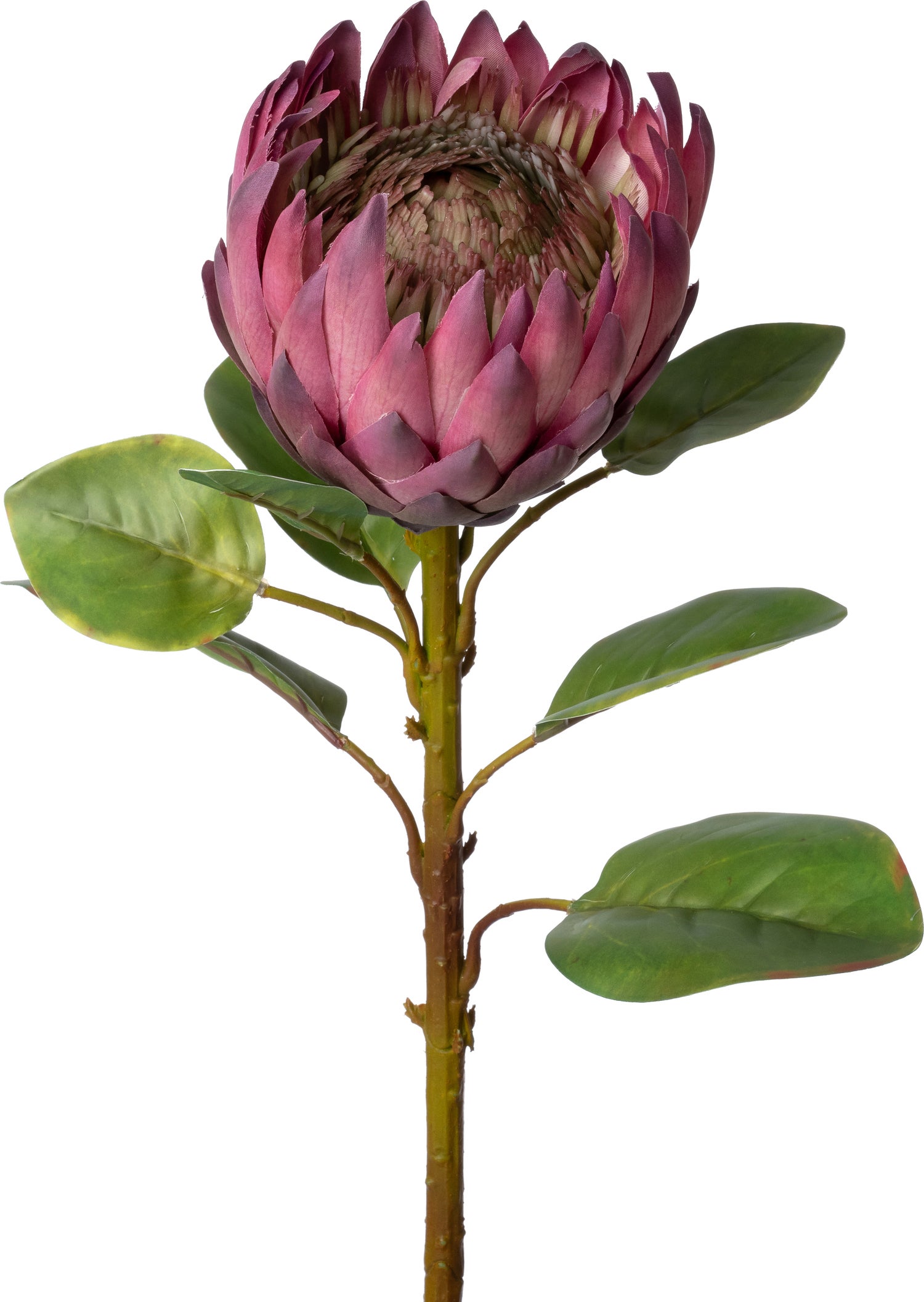 Intratuin kunstbloem Protea paars 66 cm