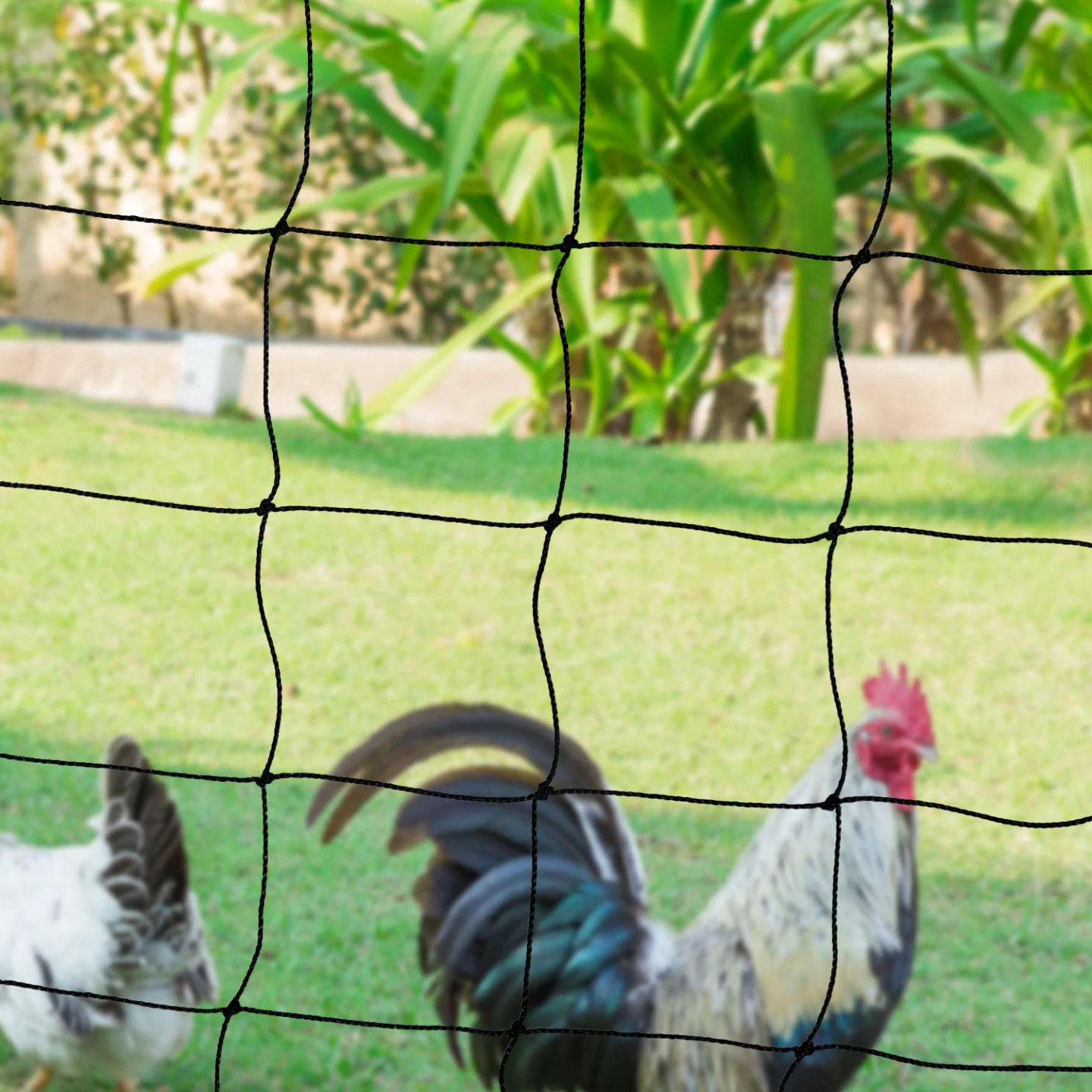 Kit clôture filet à poules 12 M avec porte 6 piquets double pointe