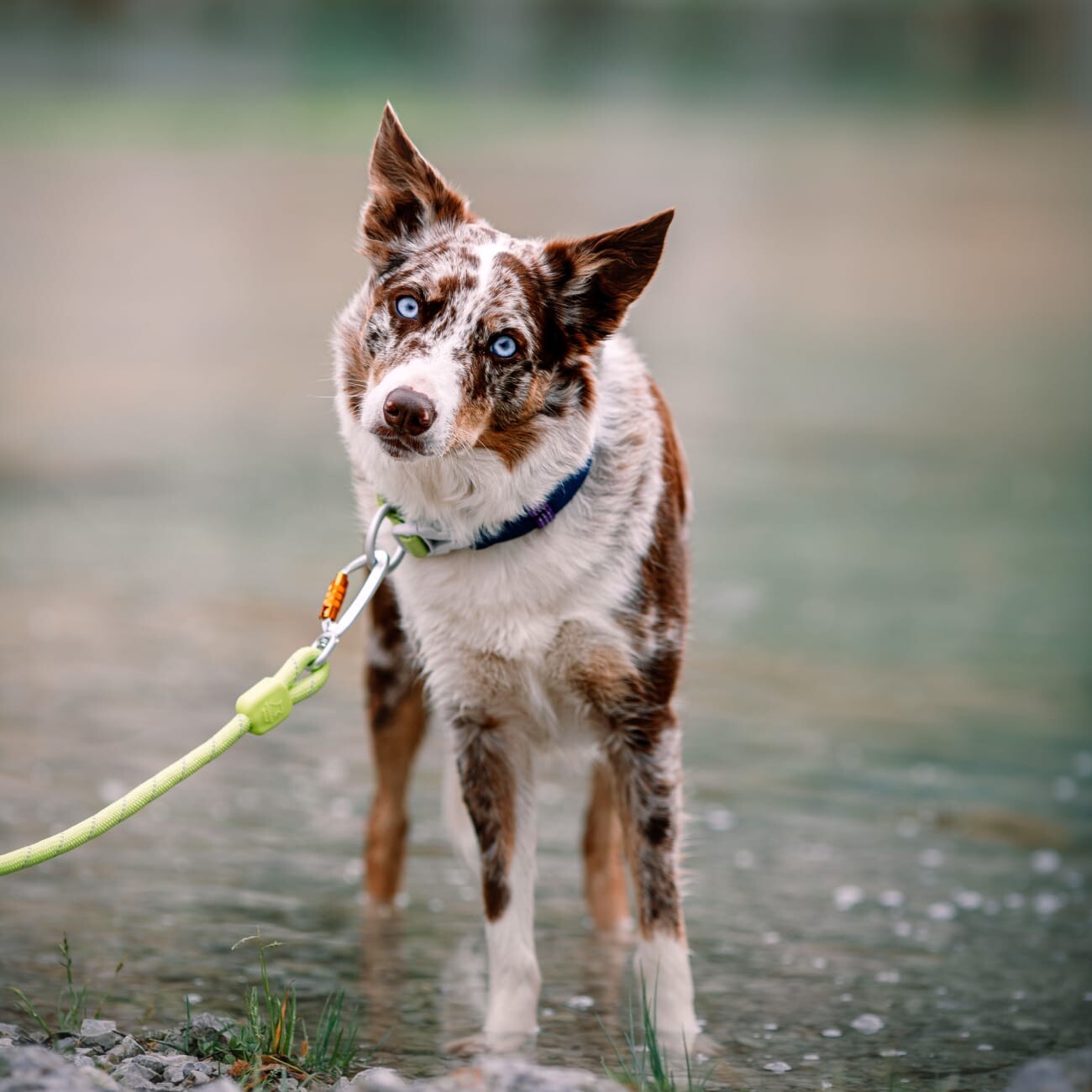 Woolly Wolf Führleine Rope