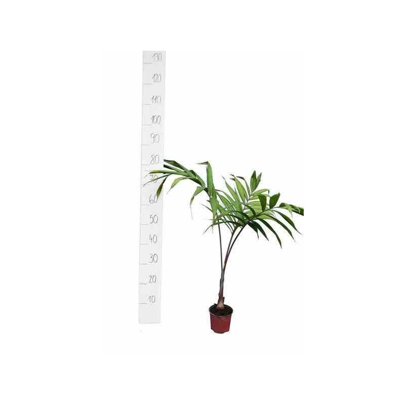 Dypsis lanceolata taille pot de 2 litres - 20/40 cm - vert
