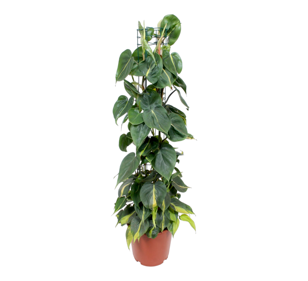 Plante d'intérieur - philodendron scandens brasil - h120cm 120cm