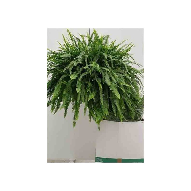 Nephrolepis exaltata green lady (fougères d'intérieur) taille pot de 12 litres ? 80/100 cm