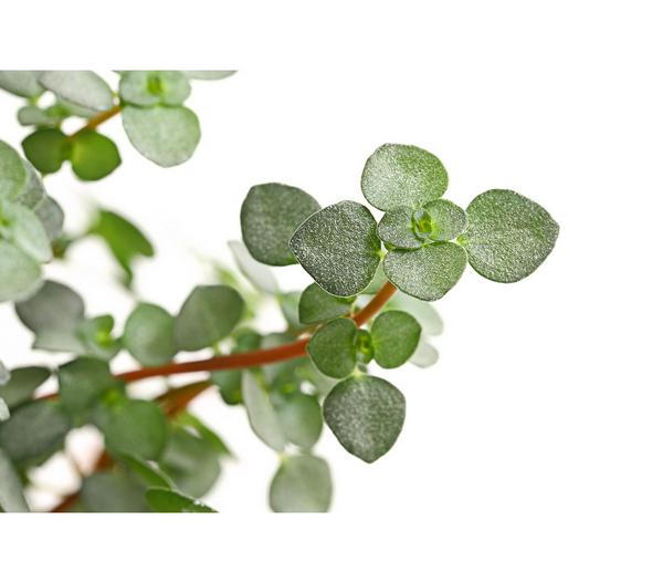 Kanonierblume - Pilea glauca