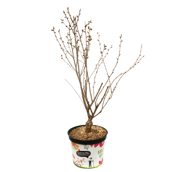Prunus serrulata ' Royal Burgundy ' : conteneur 10 litres
