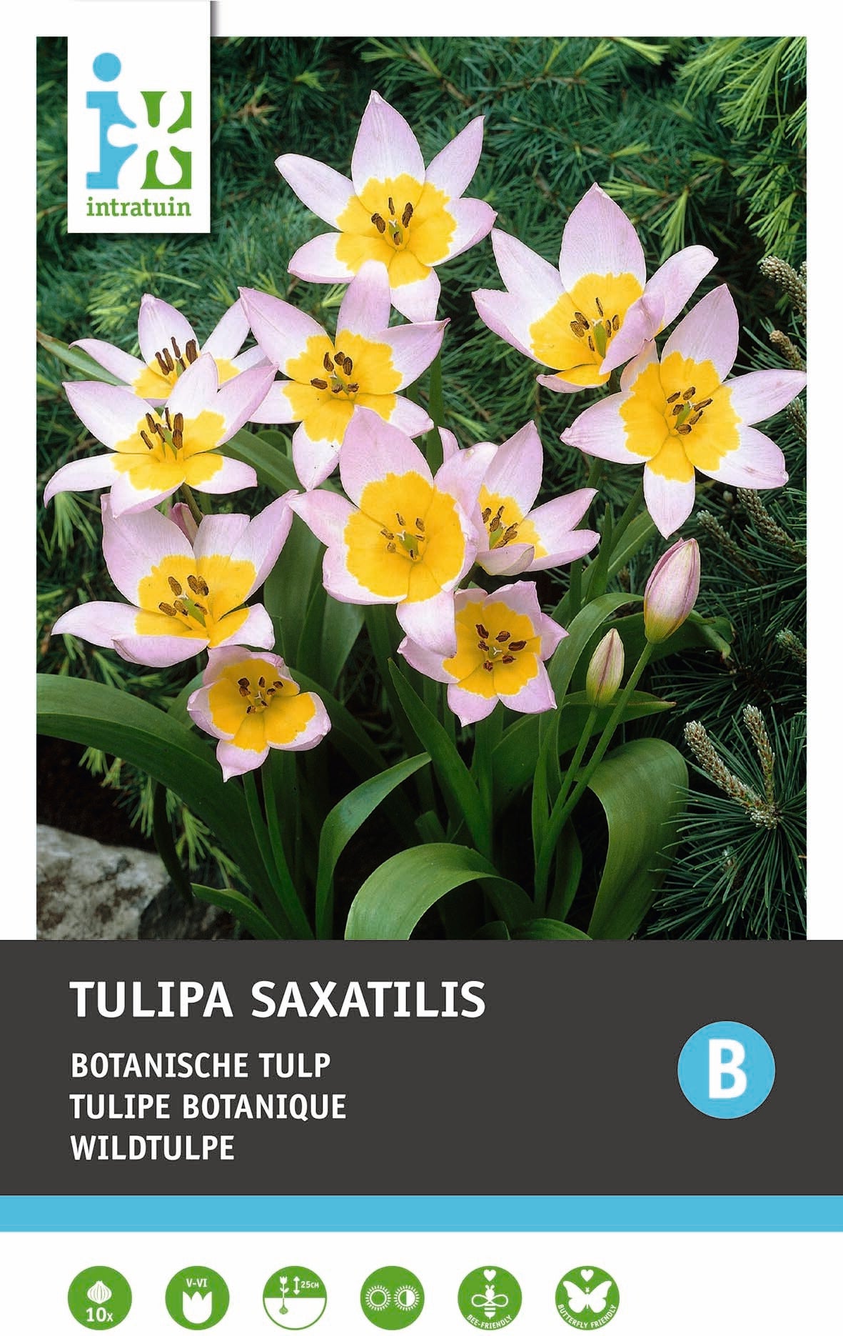 Intratuin bloembollen Tulp (Tulipa 'Saxatilis')10 stuks