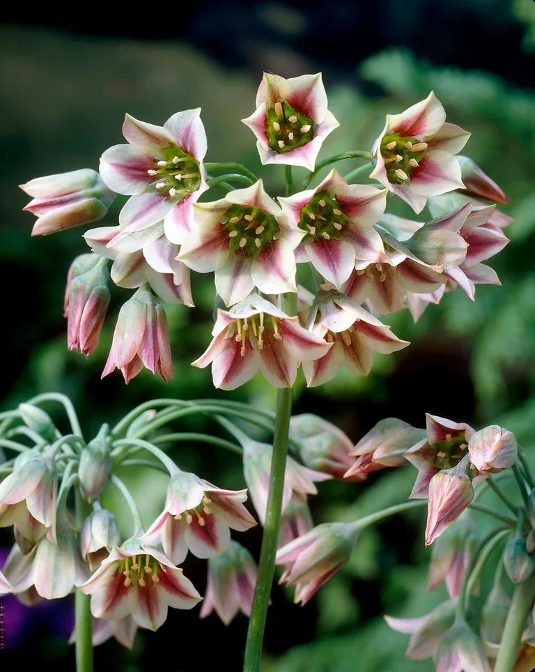 Allium siculum subsp. Dioscoridis Honningløk