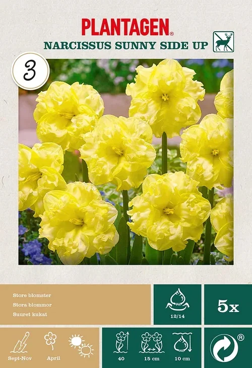 Narcissus pseudonarcissus 'Sunny Side Up' Påskelilje 'Sunny Side Up'