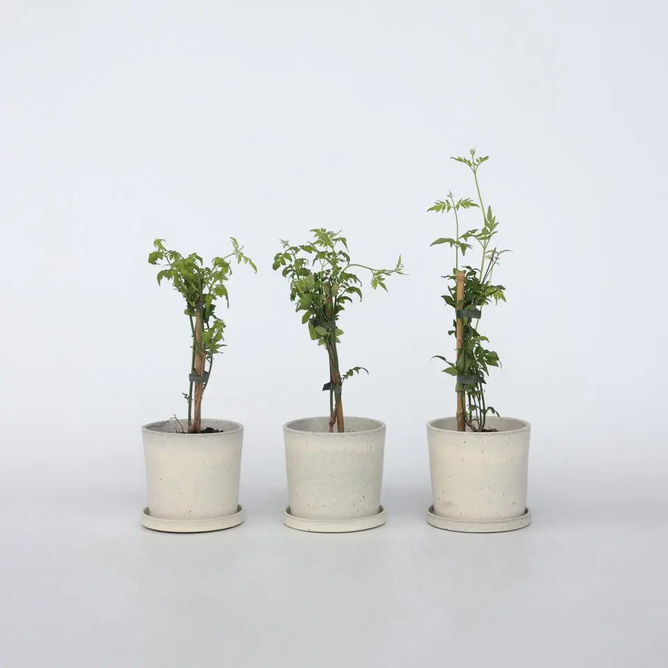 Jasmijn - Set van 6 - Jasminum 'Officinale' - Hoogte 25-40cm - ⌀9cm