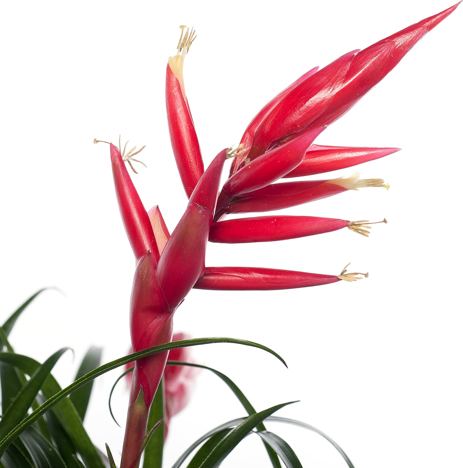 Vriesea (Vriesea multiflower 'Astrid') D 12 H 30 cm