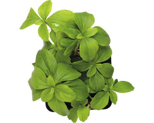 Pachysandra terminalis, schaduwminnende plant FloraSelf H 10-15 cm