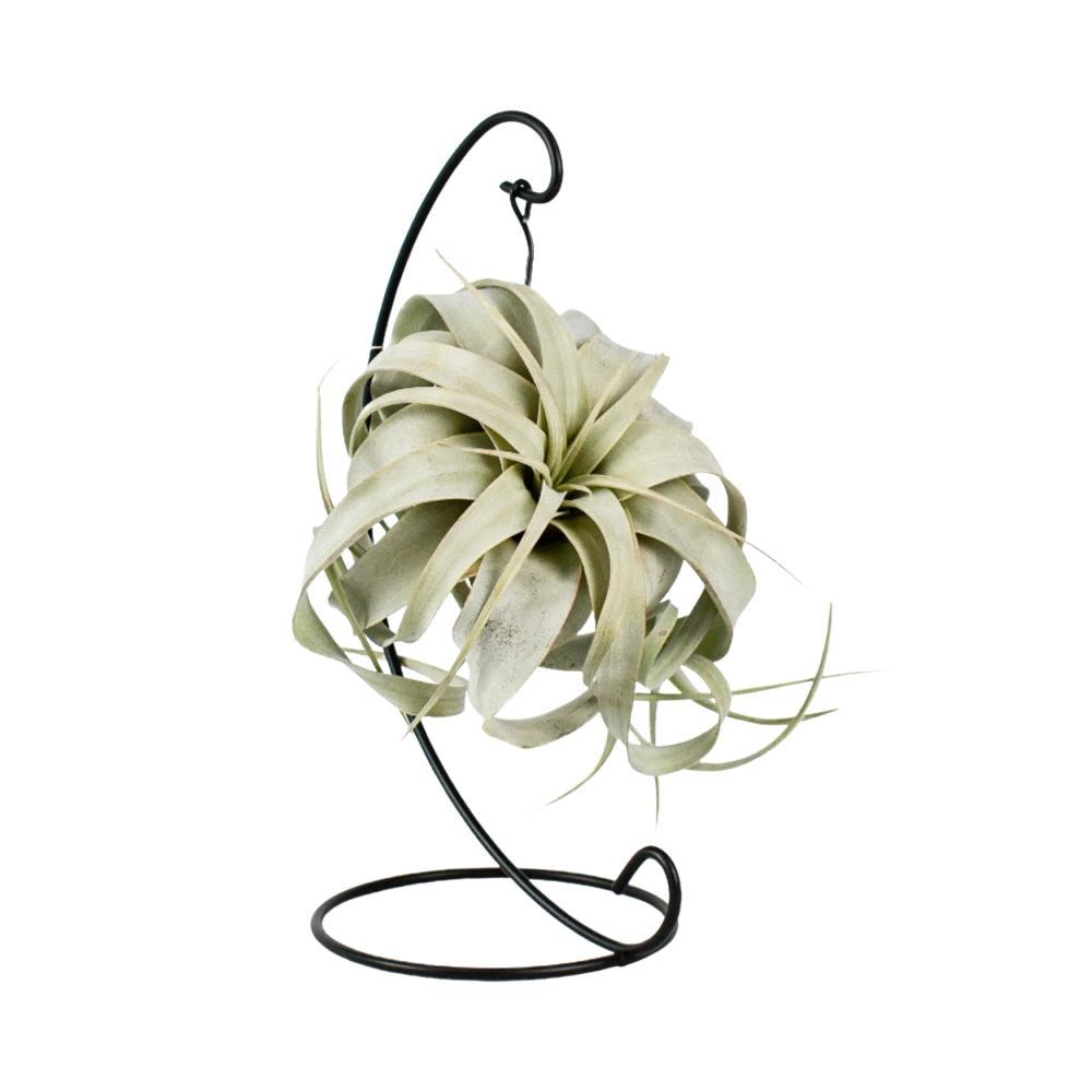 Plante d'intérieur - tillandsia king xero 23.0cm