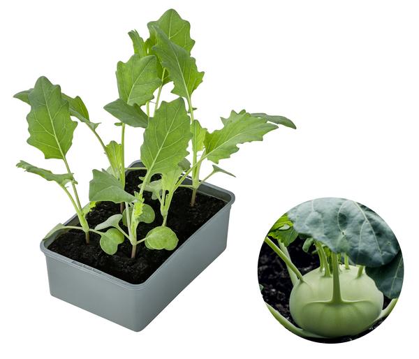 Dehner Gourmet Garten Riesenkohlrabi, 6er