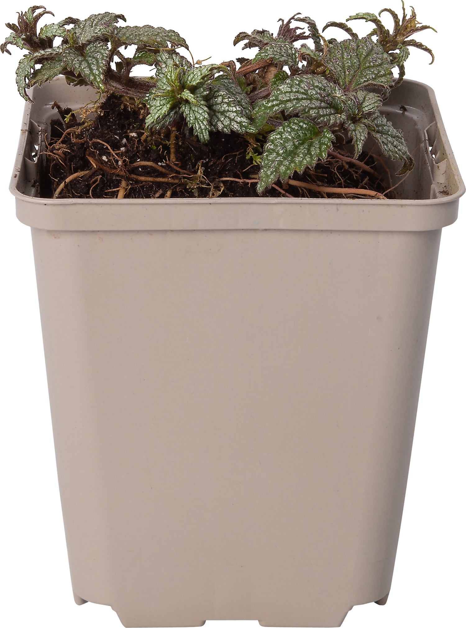 Gele dovenetel (Lamiastrum galeobdolon 'Herman's Pride') D 9 H 10 cm
