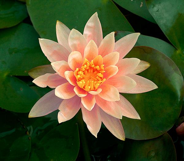 Seerose 'Sioux'
