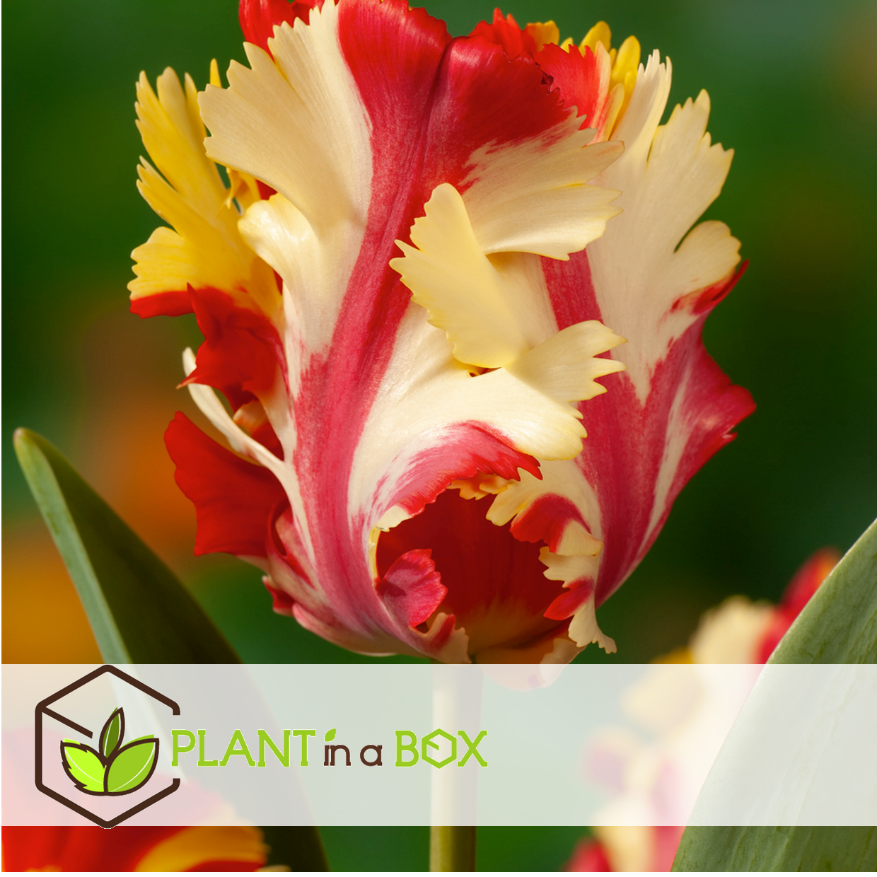 Tulipa flaming parrot - bulbes à fleurs x15 - tulipe - tulipe perruche