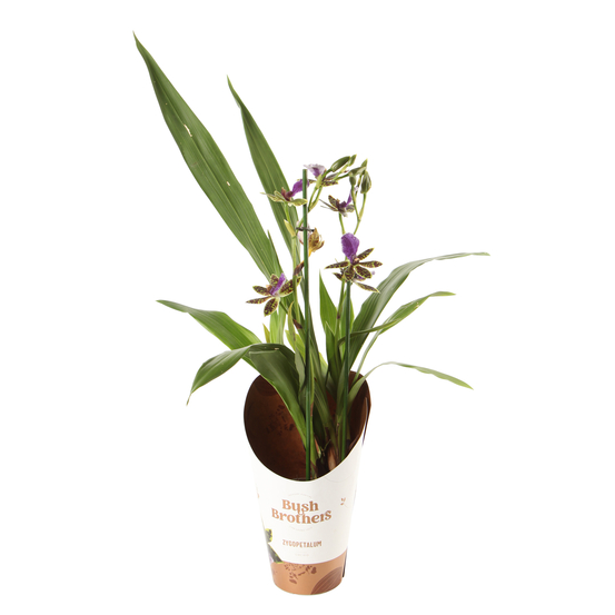 Orchidée - Zygopetalum 2 tiges D12-H45