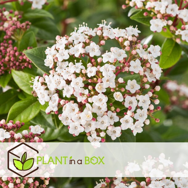 Viburnum tinus - 2